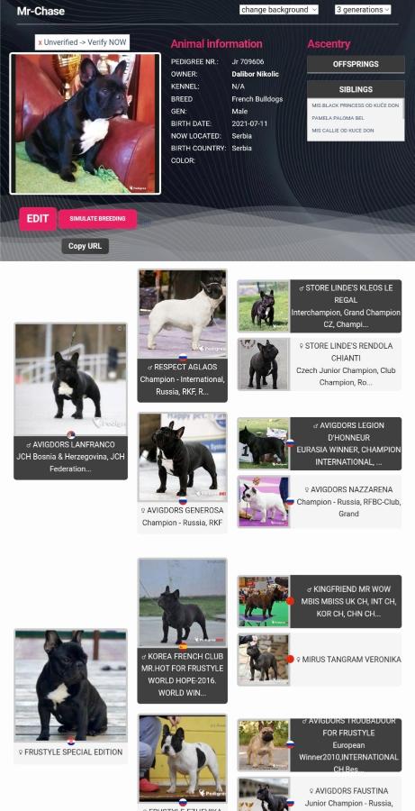 Francuski Buldog prelepi štenci