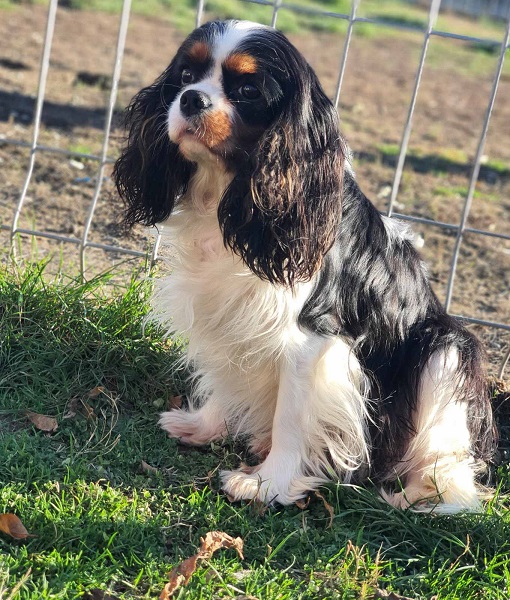 Cavalier king Charles spaniel štenci