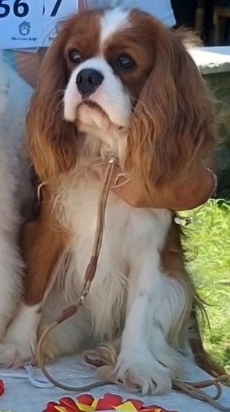 Cavalier king Charles spaniel štenci