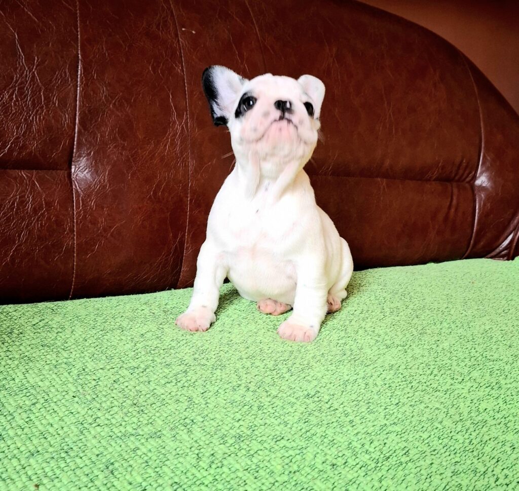 Francuski Buldog PRELEPI štenci