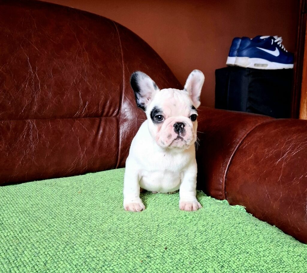 Francuski Buldog PRELEPI štenci