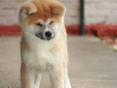 Akita Inu