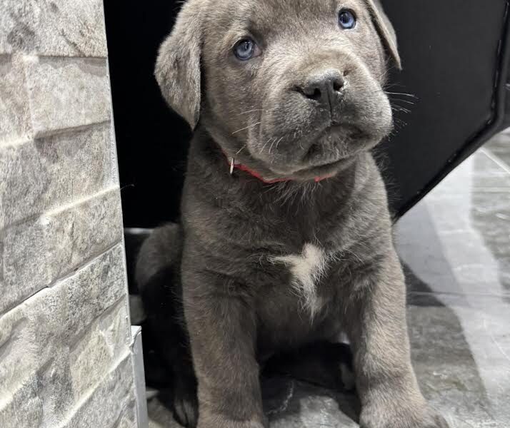 Cane Corso