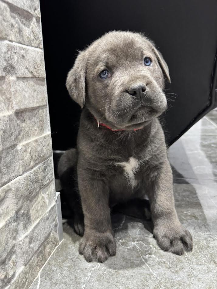 Cane Corso