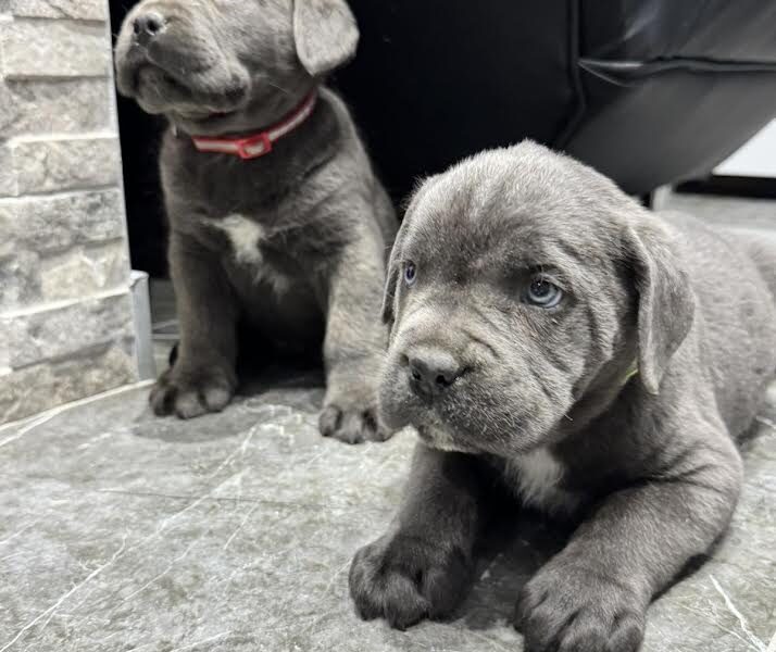 Cane Corso