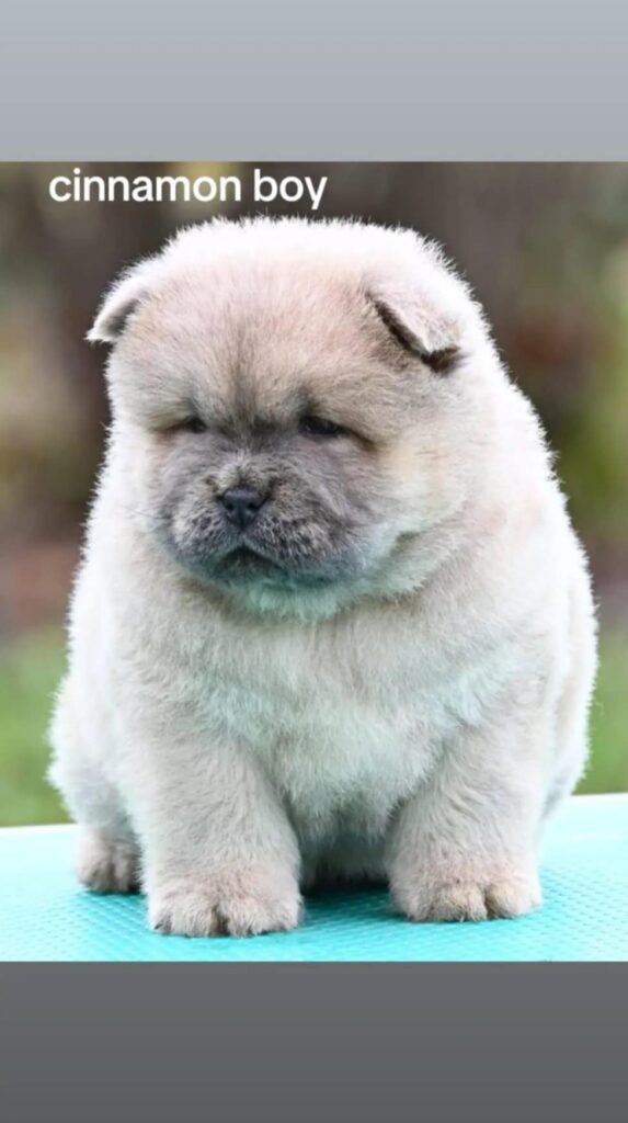 Chow Chow Cau Cau Čau Čau