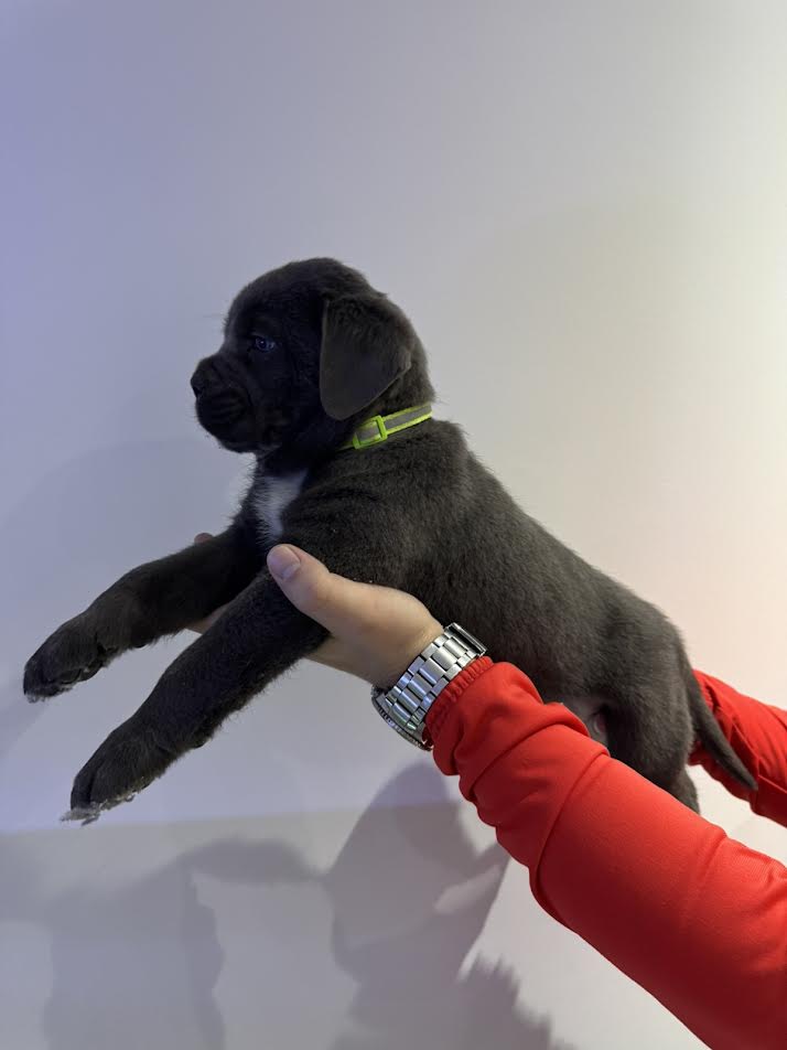 Cane Corso