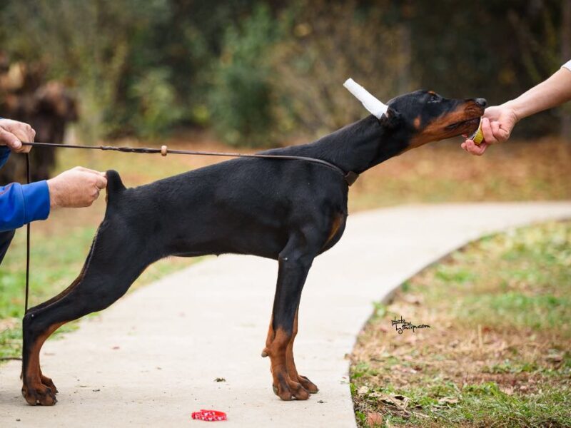 Doberman štenci na prodaju