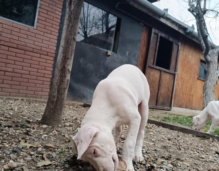 Dogo Argentino štenci