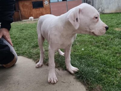 Dogo Argentino štenci