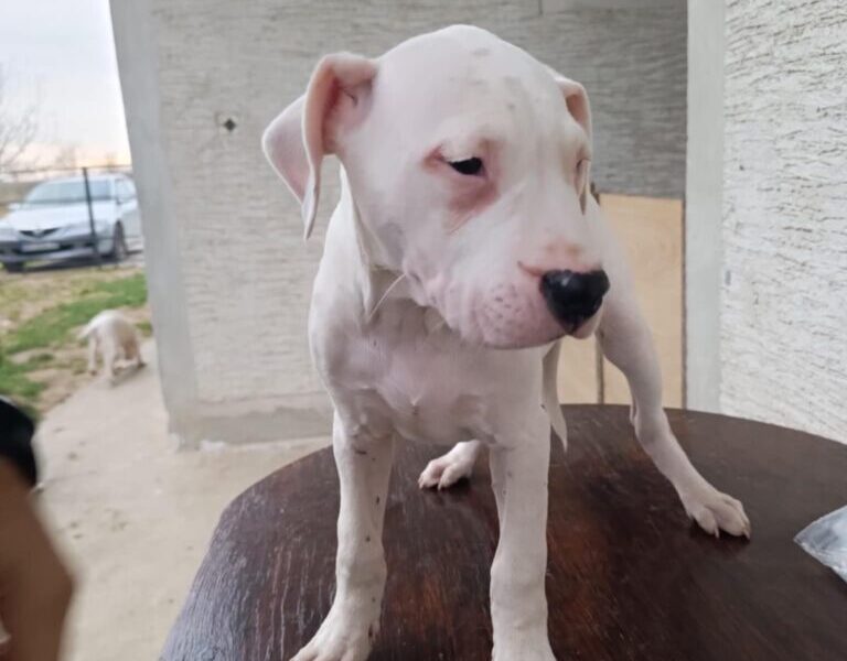 Dogo Argentino štenci