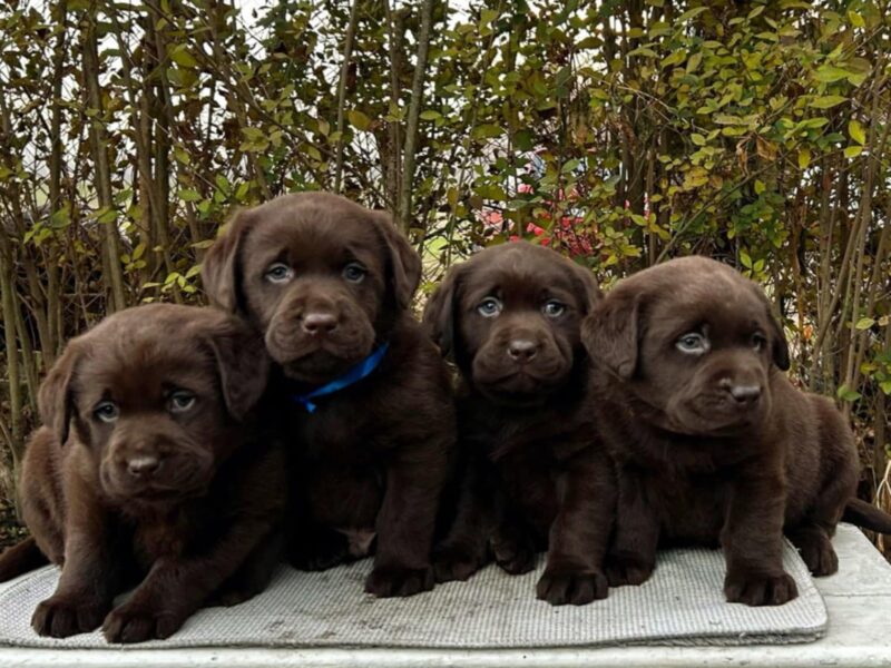 Labrador retriver čokoladni štenci na prodaju