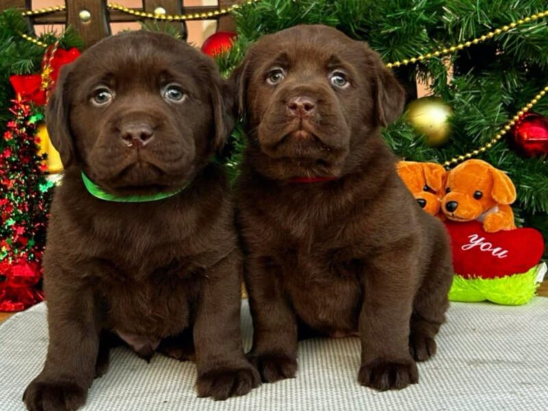 Labrador retriver čokoladni štenci na prodaju