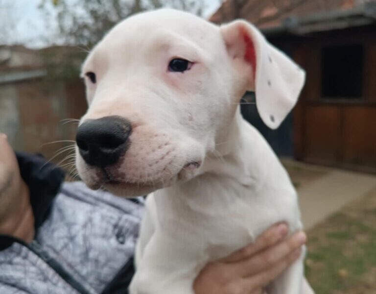 Dogo Argentino štenci