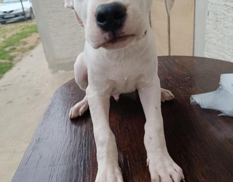 Dogo Argentino štenci