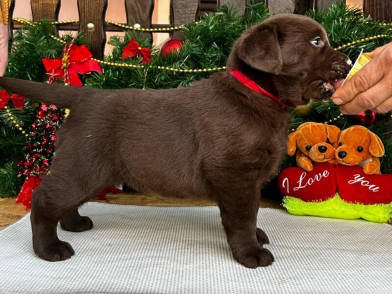 Labrador retriver čokoladni štenci na prodaju