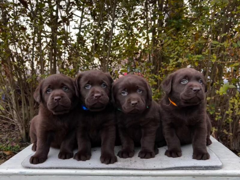 Labrador retriver čokoladni štenci na prodaju