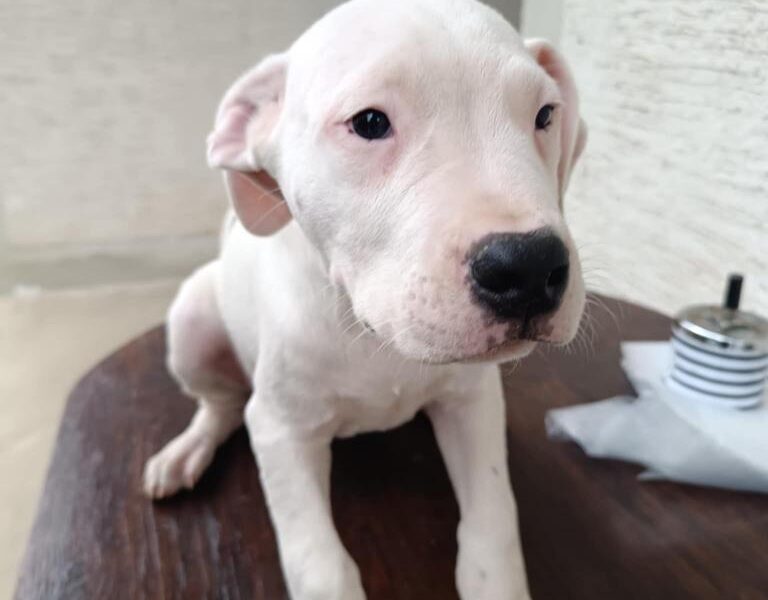 Dogo Argentino štenci