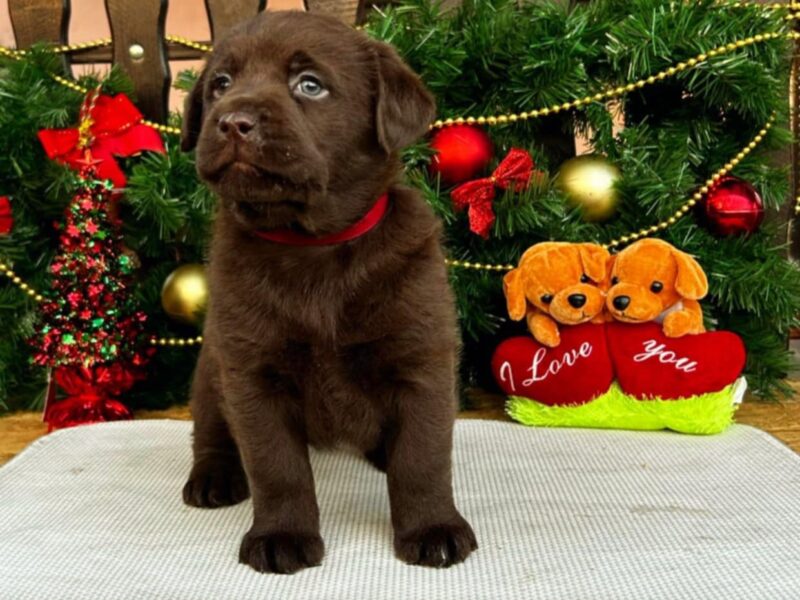 Labrador retriver čokoladni štenci na prodaju