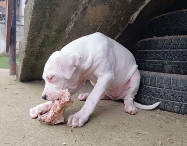 Dogo Argentino štenci