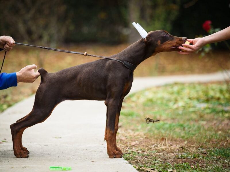 Doberman štenci na prodaju