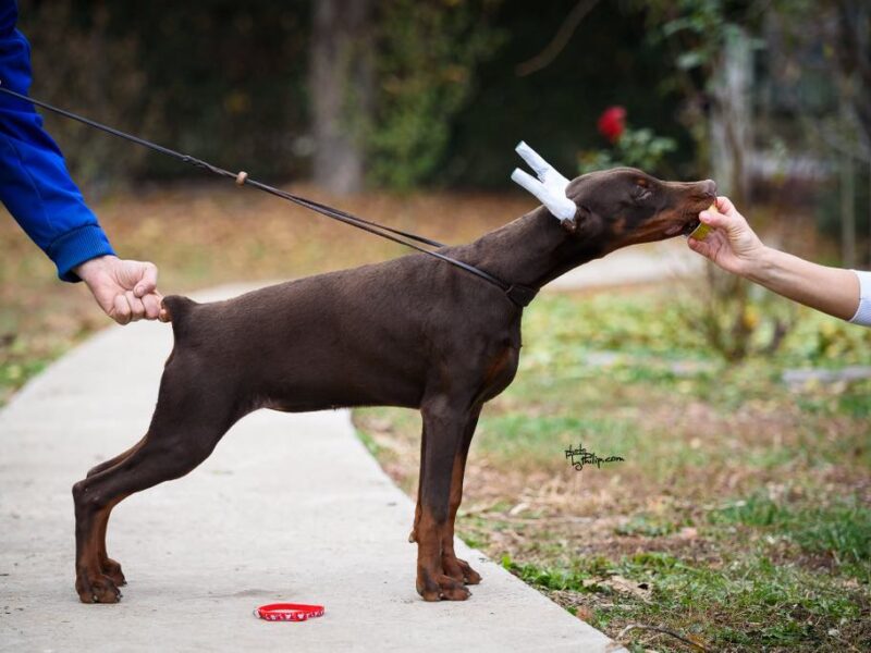 Doberman štenci na prodaju