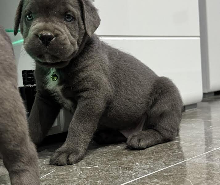 Cane Corso