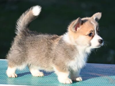 Velski korgi/Welsh Corgi Pembroke