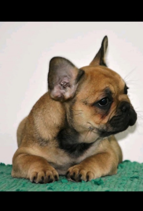 Francuski buldog fluffy