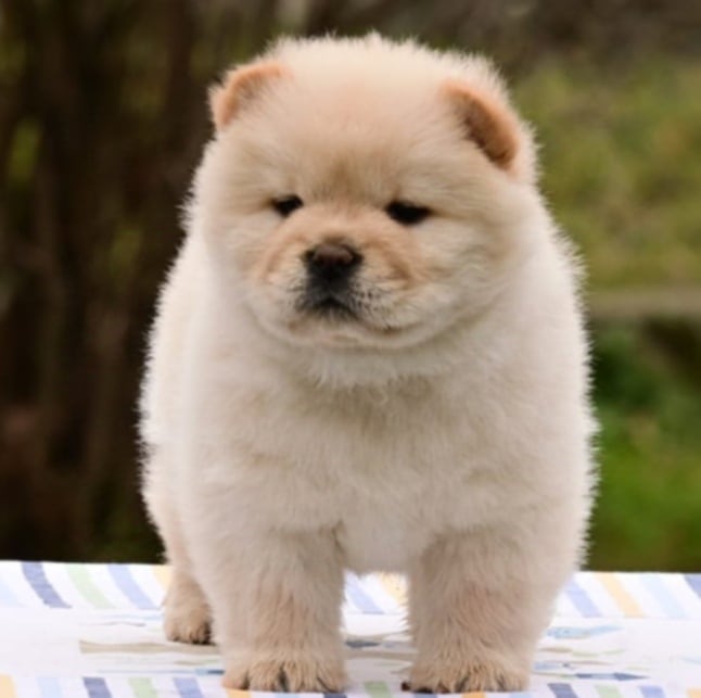 Chow Chow Cau Cau Čau Čau