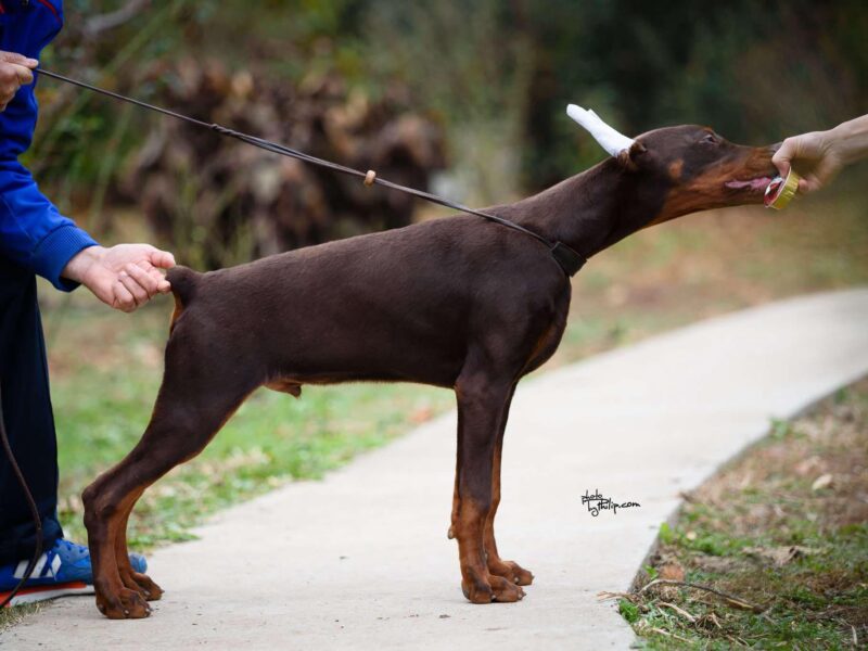 Doberman štenci na prodaju