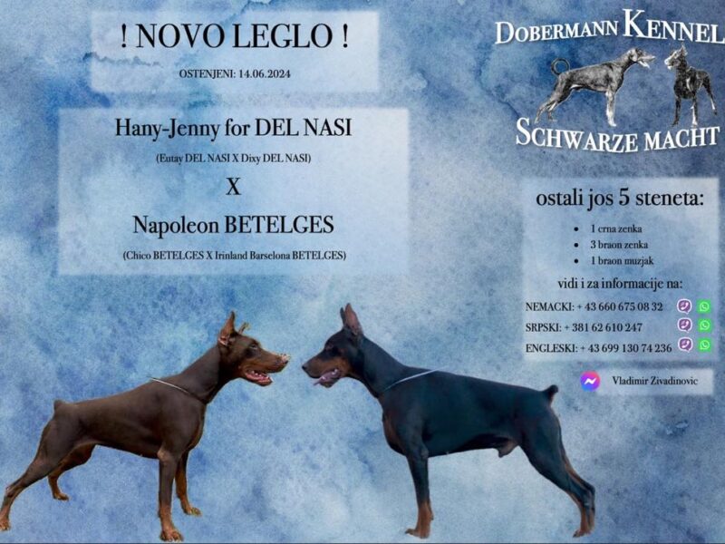 Doberman štenci na prodaju