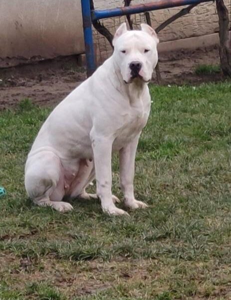 Dogo Argentino štenci