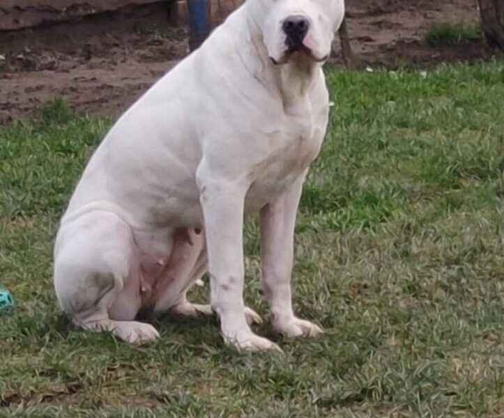 Dogo Argentino štenci