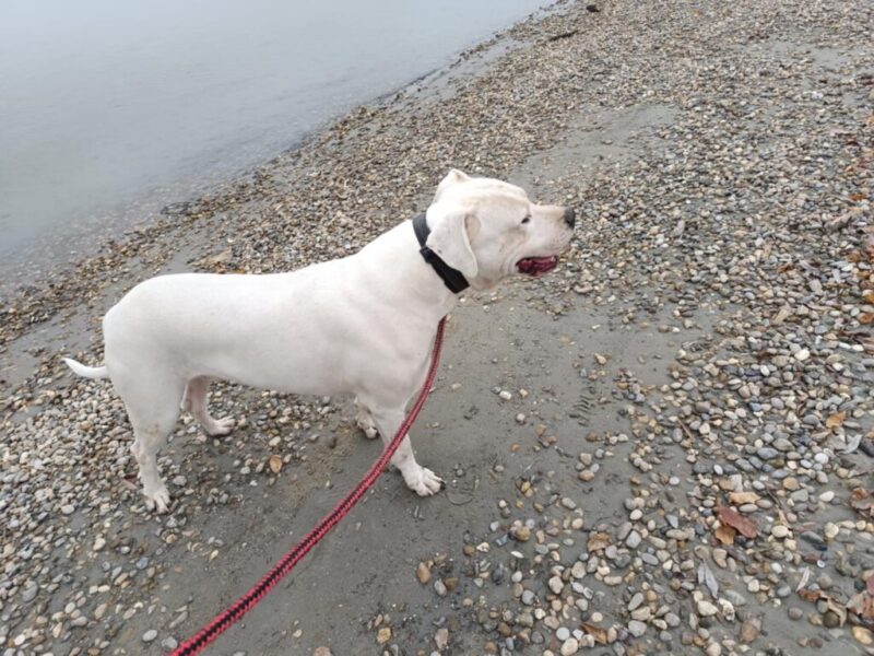 Dogo Argentino štenci