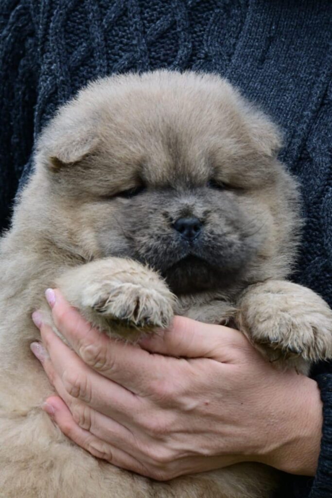 Chow Chow Cau Cau Čau Čau