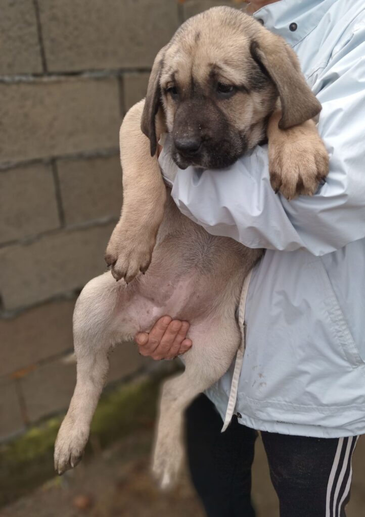 Bandog stenci na prodaju