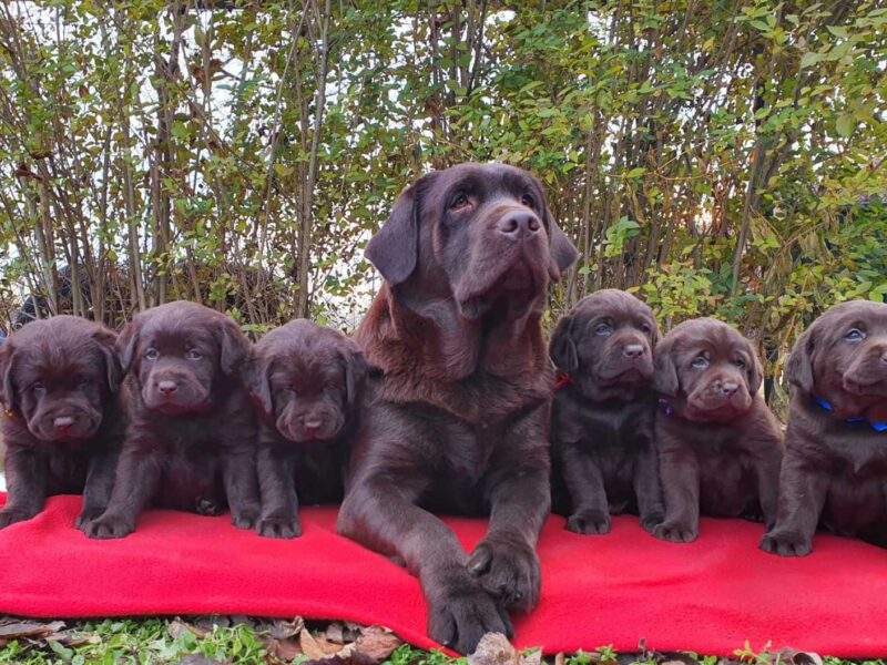 Labrador retriver čokoladni štenci