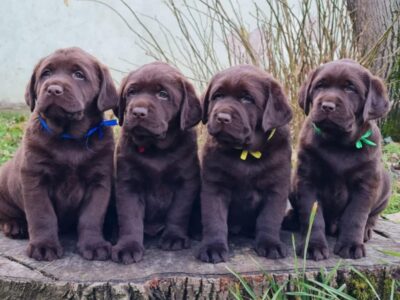 Labrador retriver čokoladni štenci