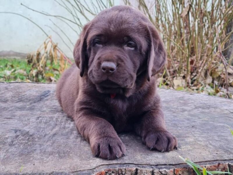 Labrador retriver čokoladni štenci