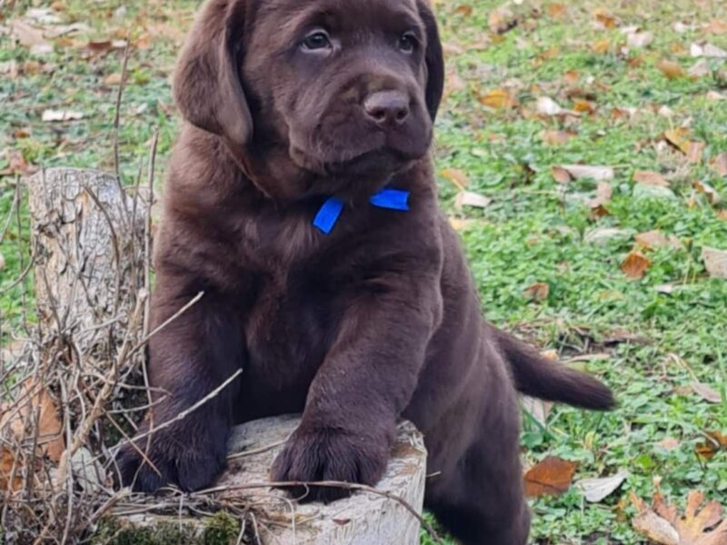 Labrador retriver čokoladni štenci