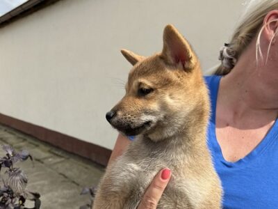 Shiba inu štenci