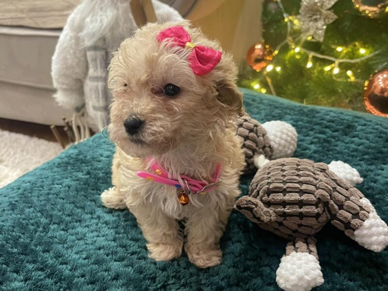 Maltipoo prelepi stenci + POKLON