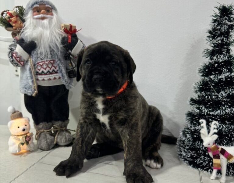 Preca Canario Kanarska doga štenci