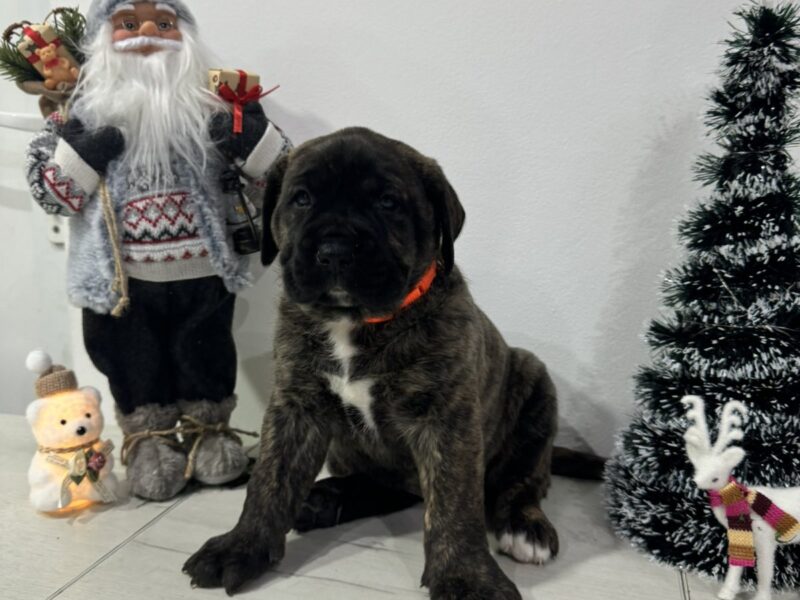 Preca Canario Kanarska doga štenci