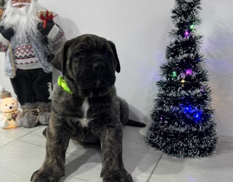 Preca Canario Kanarska doga štenci