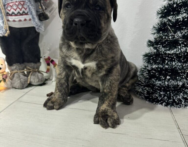 Preca Canario Kanarska doga štenci