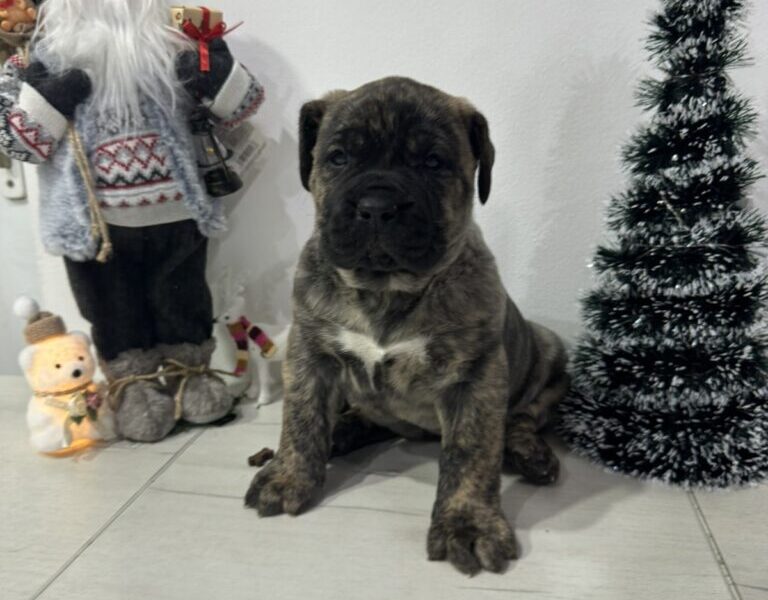 Preca Canario Kanarska doga štenci