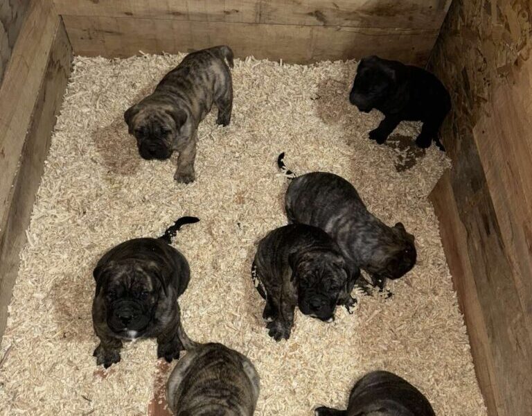 Preca Canario Kanarska doga štenci