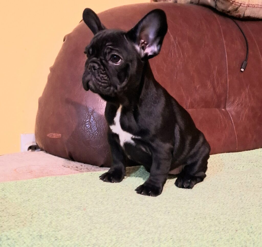 Francuski Buldog PRELEPI štenci